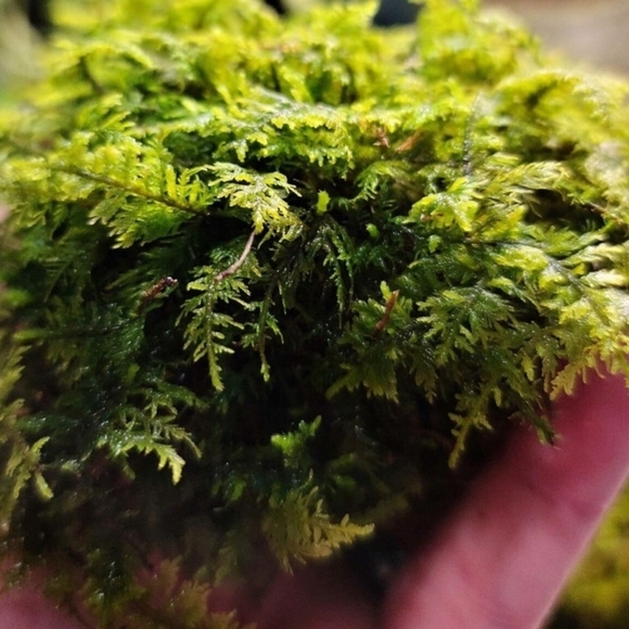 Live Moss for Fairy Gardens etc - Picture 6 of 7